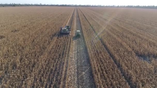 Agricultura, maquinaria agrícola en el campo de maíz durante la temporada de cosecha en otoño — Vídeos de Stock