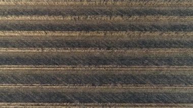 Hasat, mısır tarlası, kombine ve traktör sonbaharda hasat mevsiminde paralel saflarda.