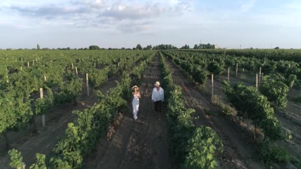 Vue de drone de ferme viticole, fille heureuse avec petit ami marchant dans un vignoble entre les rangées — Video