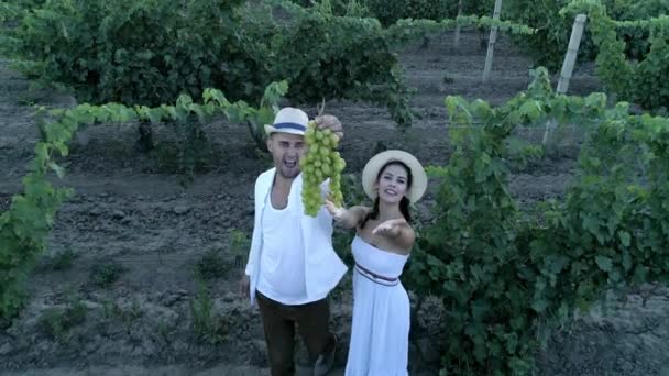 Grapes harvest, aerial view on couple with bunch of grapes looks on camera at vineyard — Stock Video