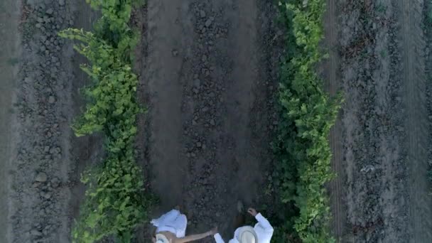 Happy couple in straw hats holding hands run between rows grapevines, aerial view — Stock video