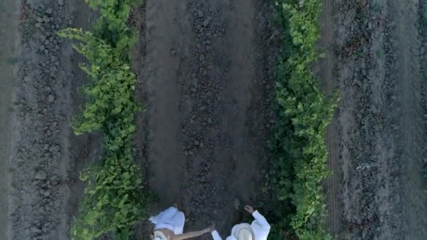 Happy couple in straw hats holding hands run between rows grapevines, aerial view — Stock Video