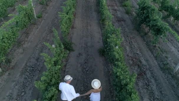 Vacaciones en el campo, vista aérea de los amantes corren a través del campo entre hileras de uvas — Vídeos de Stock