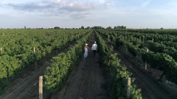 Farm romantic couple holding hands walking amongst grapevines, drone view on landscape — ストック動画