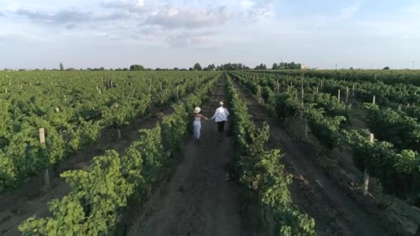 Promenade romantique dans le vignoble, vue de drone de jeune couple heureux s'amuser ensemble en plein air — Video