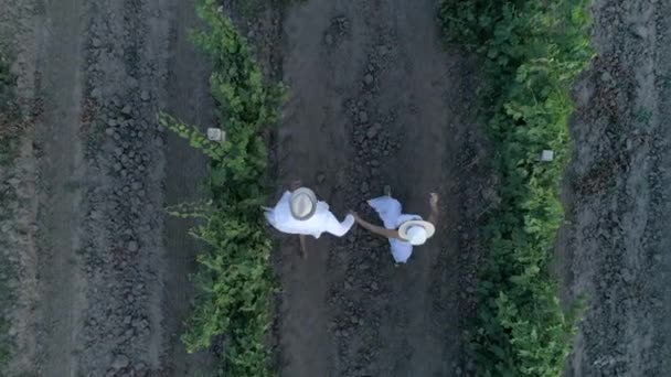 Отдых в сельской местности, воздушный вид счастливой пары в соломенных шляпах, держась за руки бегают между рядами винограда — стоковое видео