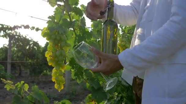 Vendimia otoño, enólogo abre botella con alcohol y vierte en vidrio sobre el fondo de la uva en el viñedo a la luz del sol brillante — Vídeo de stock