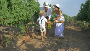 harvesting, rural child helps parents to collect grapes and put in basket on plantations in autumn day