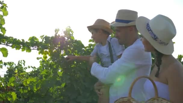 Сільське господарство, сім'я виноградарів з маленьким сином і кошиком в руки збирають урожай на винограднику — стокове відео
