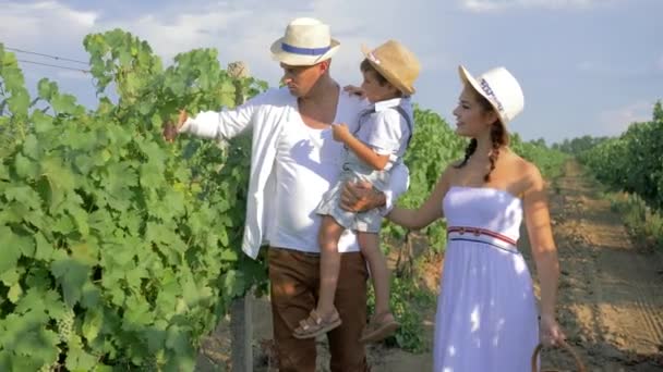 Fall harvest, winegrower with son and wife walk among rows with basket for fruits on grape plantation — Stockvideo