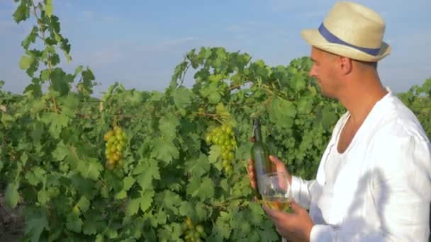 Молодой сомелье дегустирует вино на винограднике во время осеннего сбора урожая на плантации с спелым виноградом — стоковое видео