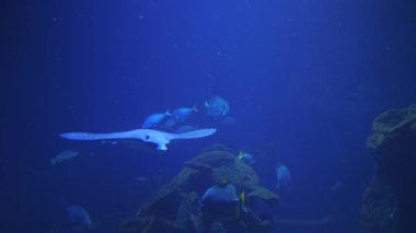 Akvaryumda bir sürü egzotik balık okyanus suyunda ağır çekimde yüzüyor.