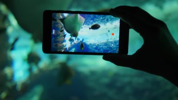 ビデオを録画しながら携帯電話の画面上の多くの異なる魚と水族館 — ストック動画
