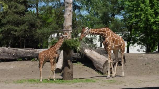 Zoológico, bebê e mãe de girafas ficar perto de cocho e mastigar comida verde — Vídeo de Stock