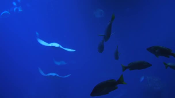 Mooie vissen oceanarium, verschillende waterdiersoorten zwemmen in aquarium — Stockvideo