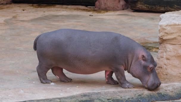 Big hippopotamus drinks water from pond on open air at the zoo — Stock Video