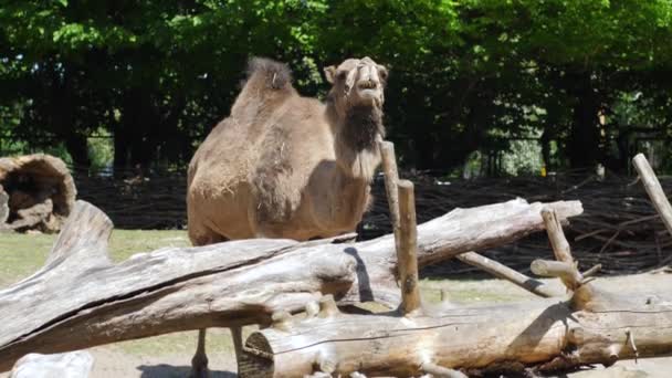 Wielbłądzie żucia w zoo, ekspresyjne roślinożerne zwierzęta pokazuje szczęki z ogromnymi zębami — Wideo stockowe