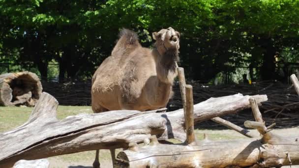 Camel in zoo, expressive herbivorous animal shows jaws with huge teeth — Stock Video