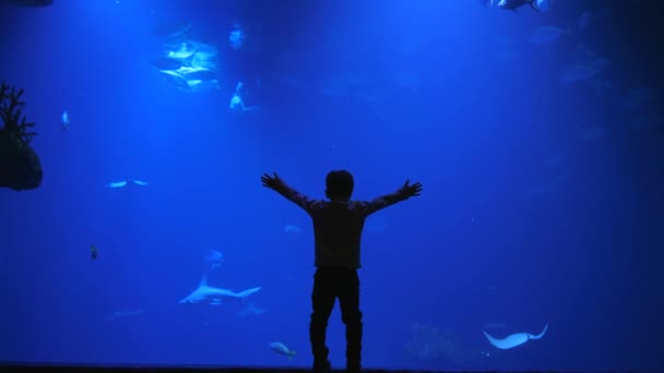 Nieuwsgierig jongetje raakt aquariumglas aan, haaien en vissen zwemmen in het water voorbij — Stockvideo