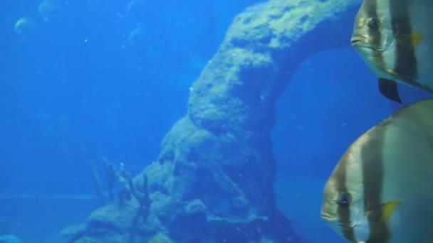 Peces planos nadan en acuario grande con agua azul en cámara lenta — Vídeo de stock