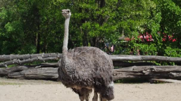 Забавный страус с большими глазами и длинной шеей стоит в зоопарке в солнечный день летом в замедленной съемке — стоковое видео
