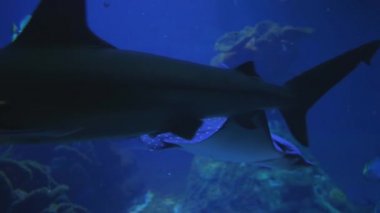 rampa balıkları farklı su hayvanlarının arka planında büyük bir tatlı su akvaryumunda yüzerler.