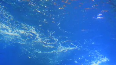 Köpekbalıkları mavi suyun altında yüzer ve yavaş çekimde kameranın önünden geçer.