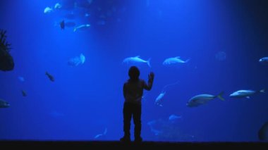 Çocuk dünyayı öğreniyor. Okyanusta egzotik balıklarla dolu büyük bir akvaryumu izleyen bir çocuğun silueti.