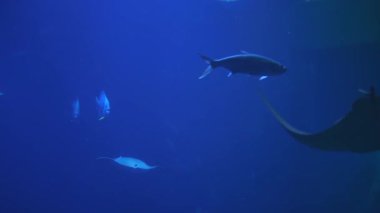 Balık vatozları büyük akvaryumlarda berrak mavi sularda yüzerler.