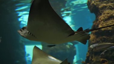 Esaret altında yaşam, mavi sularda okyanusta balık vatozları yüzüyor.