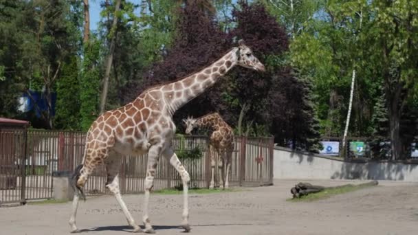 Żyrafa spaceruje i żuje w zoo na świeżym powietrzu w zwolnionym tempie — Wideo stockowe