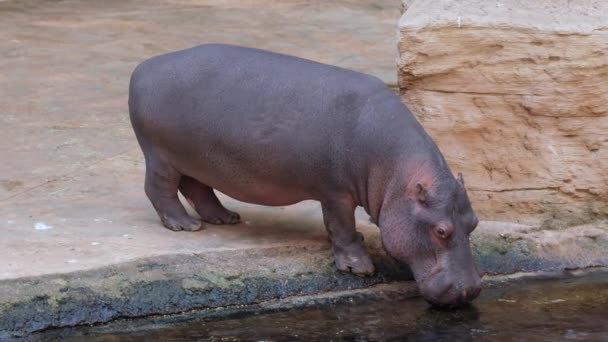 Hippopotamus drinks water from pond on open air at the zoo — Stock Video