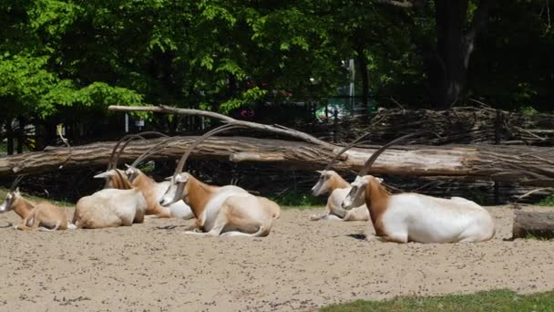 Güneşli bir yaz gününde hayvanat bahçesinde yerde dinlenen boynuzlu antiloplar. — Stok video