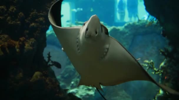 Grote roofvissen met plat lijf en een scherpe staart drijven in het aquarium langs de camera — Stockvideo