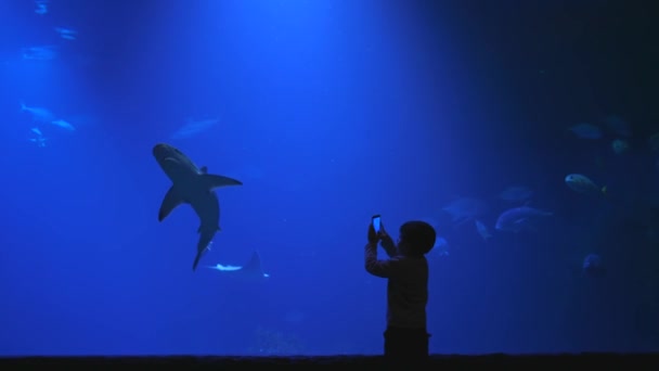 Oceanario, bambino scatta foto di squalo in un grande acquario sul cellulare — Video Stock