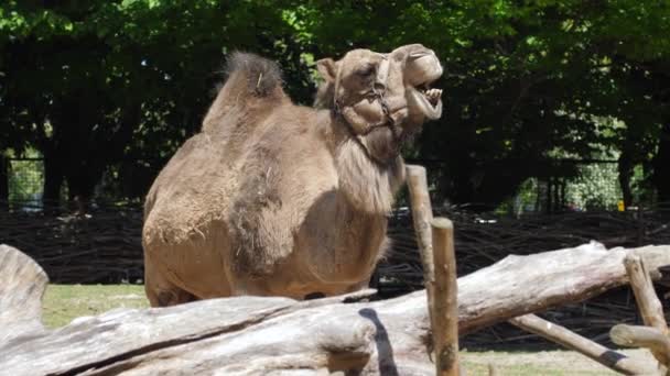 Portrait chewing camel, expressive herbivorous animal shows his jaws with huge teeth in zoo — Stock Video