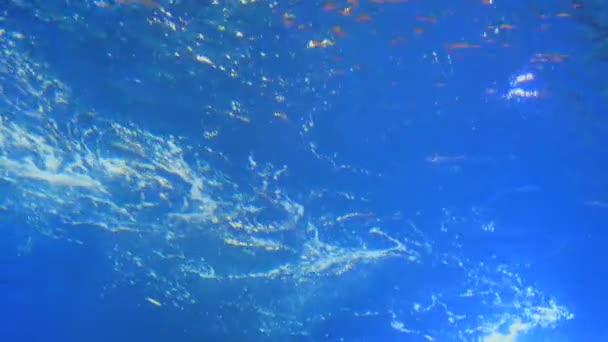 Tiburones nadan bajo el agua azul y flotan más allá de la cámara en cámara lenta — Vídeo de stock