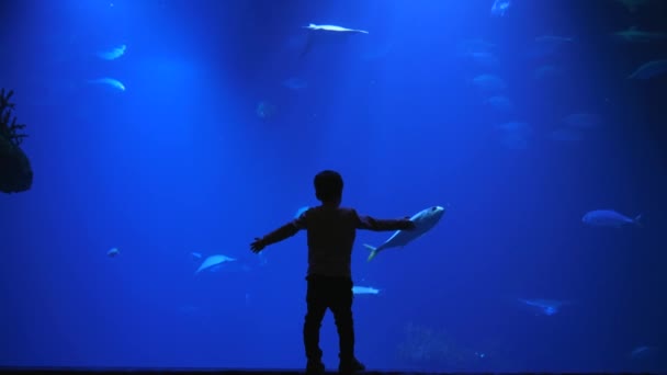 Increíble naturaleza, niño pequeño con los brazos levantados toca el vidrio del acuario con tiburones y peces en el agua — Vídeos de Stock