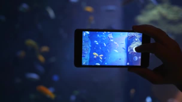 Смартфон, снимающий аквариум с различными видами рыб на камеру крупным планом — стоковое видео