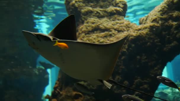 Mundo submarino, hermosos peces tropicales coloridos flota más allá de la cámara en el acuario grande — Vídeo de stock