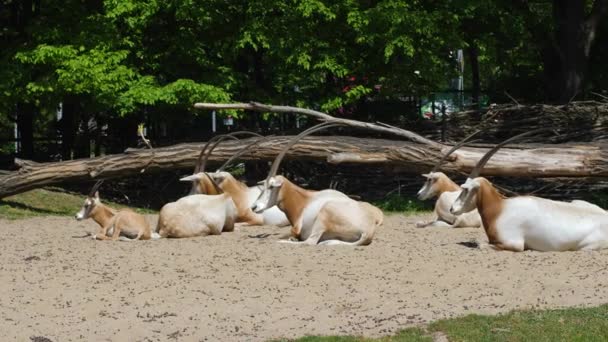 Uzun ve keskin boynuzlu beyaz keçiler güneşli bir yaz gününde hayvanat bahçesinde yerde otururlar. — Stok video