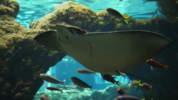 Аквариум, крупные рыбы плавают в подводном аквариуме среди мелких рыбок — стоковое видео