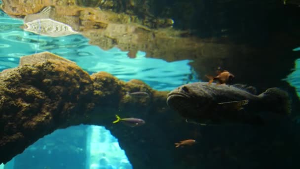 Víziállatok, tőkehal halak úsznak nagy víz alatti tartályban kék vízben — Stock videók