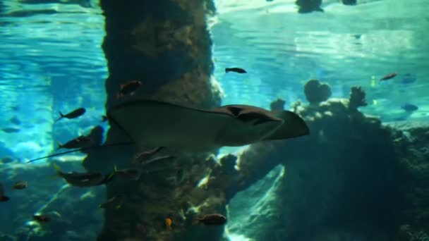 Cramp-fish floats in big aquarium at underwater marine park — Stock Video