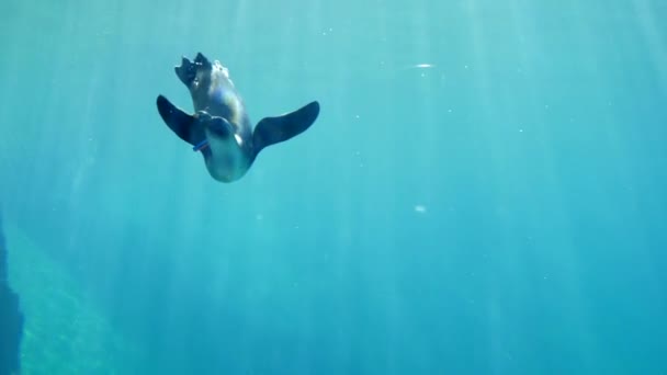 Alimentación de animales, pingüinos comen forraje bajo el agua en el oceanario — Vídeo de stock