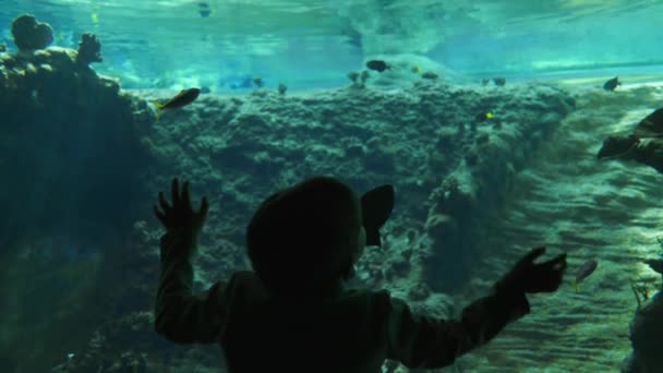 Fish life, παιδί στο μουσείο του υποβρύχιου κόσμου με πολλά ψάρια σε καθαρά μπλε νερά — Αρχείο Βίντεο