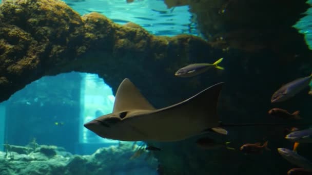 Рыбный зоопарк, большие судороги плавают в аквариуме среди маленьких рыбок в чистой воде — стоковое видео