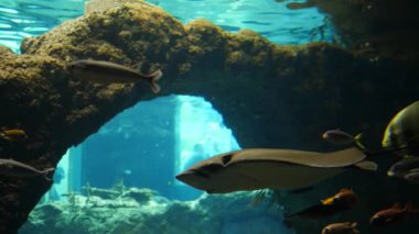 Deniz hayvanları ve balık torpidosu akvaryumda mavi sudaki küçük balıklar arasında yüzer.