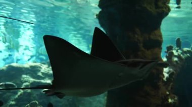 Deniz parkı, vatozlar temiz suda tutsak küçük balıklar arasında yüzer.