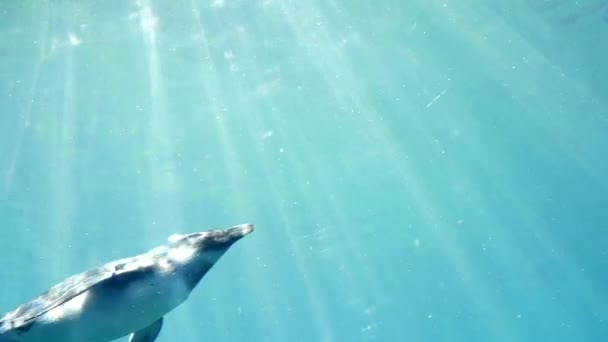 Океанариум, пингвин плавает в залитой светом воде — стоковое видео